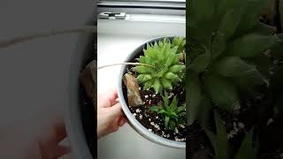 Haworthia Cooperi shorts plants succulent [upl. by Canning]