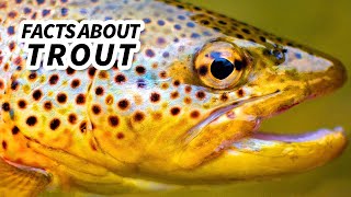 Trout Facts a SALMONLIKE fish  Animal Fact Files [upl. by Anwahs576]