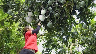 Harvest Australian Mango Fruits Lucuma Fruit Go to the market to sell  Phuong  Harvesting [upl. by Scharf]