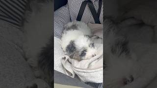 meet daisy🌼asmr puppy newpuppy havanese minischnauzers asmrroutine [upl. by Terrance527]