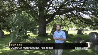 Trees with Don Leopold  bur oak [upl. by Eli]