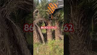 Date palm plants youtubeshorts viralvideo [upl. by Goody]