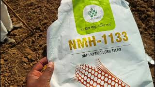 NMH  1133 makka nathh hybrid corn seeds rabi sijan ki 🌽 maize [upl. by Kiernan]