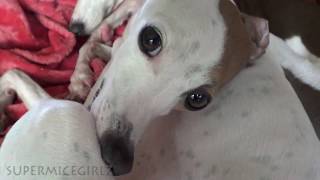 Italian Greyhound Closeup  CrAzY CUTE Dogs w FrEckLeS [upl. by Shipman]