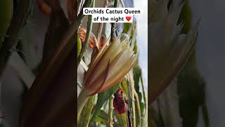 Epiphyllum highlights nature flowers houseplants ❤️❤️❤️ timelapse [upl. by Luz]