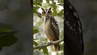 Crested Owl owl owls nightbird birds [upl. by Ysdnil354]