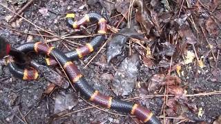 On Foot In The Everglades After Hurricane Irma day one [upl. by Nageek]