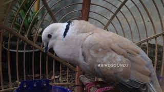 Ringneck Dove  Mourning dove sounds [upl. by Lamej]