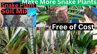 Snake Plant Propagation Sansevieria Varieties  3 Ways to Propagate and All Care gardening [upl. by Oika]