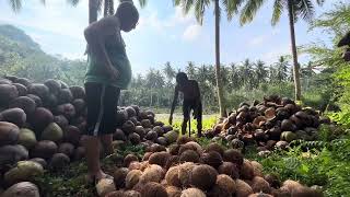 Coconut Adventure Harvesting and HuskDemolishing Fun Awaits [upl. by Yrhcaz200]