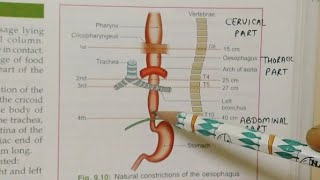 OESOPHAGUS ANATOMYNOTESBDCHAURASIATHORAX ANATOMY [upl. by Salesin]