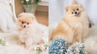 Our Pomeranian from 4 weeks to 3 years  Cute Compilation  Katie KALANCHOE [upl. by Yelnahs425]