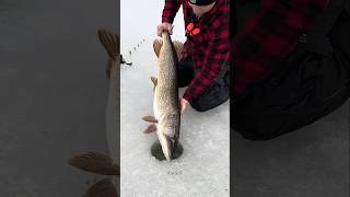 The truth about ice fishing 🐟 shorts ytshorts [upl. by Velick]