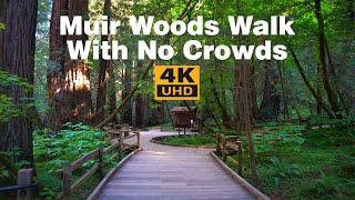 Muir Woods National Monument  Virtual Hike of MustSee Redwood Forest [upl. by Florentia]