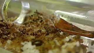 What Ant Poop Looks Like Scary Trichomyrmex destructor Ants in New Ant Farm [upl. by Nira]