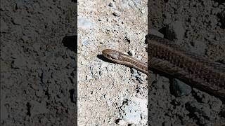 How to say forked tongue and snake tongue in Abenaki Language abenaki snake snakes [upl. by Verile]