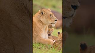 Cute 🥰 baby lion 🦁Experience the raw beauty 😍 of the animal worldanimals lion [upl. by Daas]