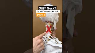 Part 1 of 2  How to stretch a stiff neck on thanksgiving physicaltherapy neckpainrelief [upl. by Airogerg889]