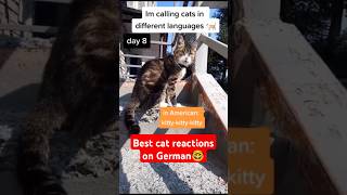 Best Stardenburdenhardenbart compilation 😹 cat language [upl. by Bruis580]