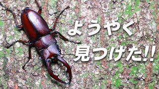 街中でも見つかる！この時期の楽しみ♪【ノコギリクワガタ】 [upl. by Faletti]