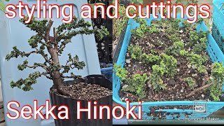 Sekka Hinoki styling and cuttings [upl. by Sullecram738]