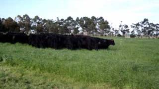 Angus steers strip grazing [upl. by Nivi684]