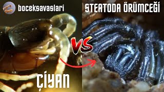 BÖCEK SAVAŞI TURNUVASI  ÇİYAN VS STEATODA ÖRÜMCEĞİ  8MAÇ [upl. by Nyar]