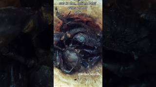 crab ka dher balti me bahut purana crab or baby animals short youtubeshorts [upl. by Ancel]