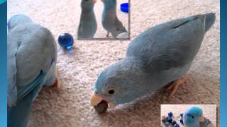 Meet the Parrotlets  An introduction to The Parrotlet [upl. by Yenobe]