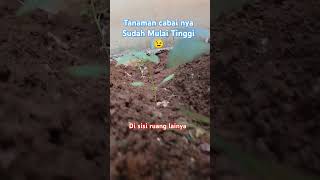 Tanaman Cabainya Sudah Mulai Tinggi arisrizkyvlog tanamancabai tanaman [upl. by Idnam996]