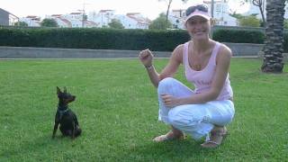 Miniature pinscher Tricks 3Keys training Мини пинчер Дрессировка [upl. by Weylin]