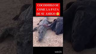 Cocodrilo 🐊 se come la pata de su amigo 😳 crocodile humor shorts [upl. by Aznola]