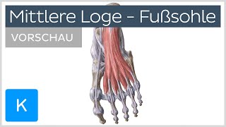 Fußsohle Muskeln der mittleren Loge Vorschau  Kenhub [upl. by Giglio]