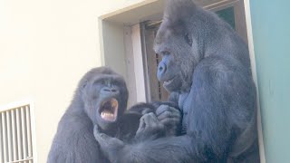 An emotional moment Gorilla father and son reconciled after a fight  Shabani Group [upl. by Maguire]