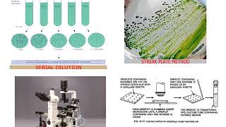 Blue green algae and Azolla as biofertilizer Isolation mass Production and Applications [upl. by Leuname]