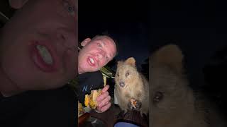 Adorable Quokka Joins Man for Dinner [upl. by Uriia]