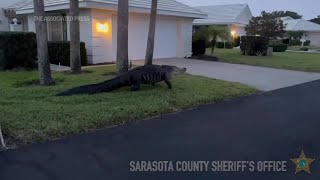 Large alligator saunters through Florida neighborhood [upl. by Zephan]