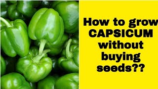 How to grow capsicum bell peppersfrom seedsGrowing tips vegetablegardening capsicum [upl. by Martelle]