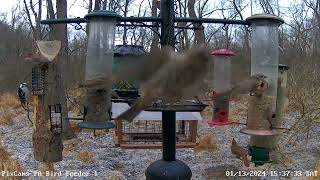 Goldencrowned kinglet feeding on suet on log feeder 1132024 [upl. by Dunton]