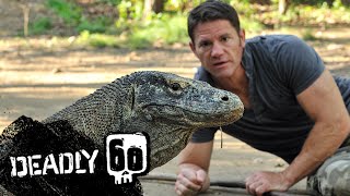 Komodo Dragons Attack  Deadly 60  BBC Earth Kids [upl. by Mccreery]