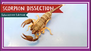 Scorpion Dissection  A Scorpion Under Every Stone EDU [upl. by Heinrick]