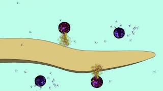 BASOPHILS amp MAST CELLS [upl. by Ennaeel]