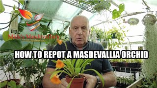 How I repot my masdevallia orchids 119 quotGreat for beginnersquot [upl. by Namolos]