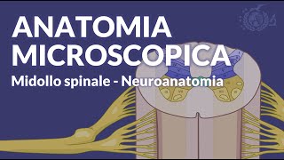 MIDOLLO SPINALE  Configurazione interna e anatomia microscopica  Neuroanatomia [upl. by Sabu]