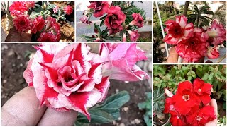 beautiful adenium flower variety ❤️ [upl. by Aid397]