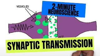 2Minute Neuroscience Synaptic Transmission [upl. by Dempsey]