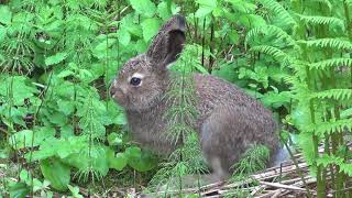 Mountain hare 🐰 Metsäjänis  Schneehase Lepus timidus Заяцбеляк Skogshare 雪兔 قواع جبلي Rabbit Jänis [upl. by Ativak]