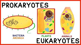 Prokaryotes and Eukaryotes Compare and Contrast [upl. by Magdaia]