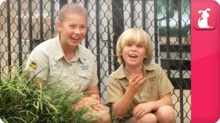 Bindi amp Robert Irwin feature huge saltwater crocodile  Growing Up Wild [upl. by Jocko629]