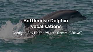 Bottlenose Dolphin vocalisations [upl. by Hoffmann]